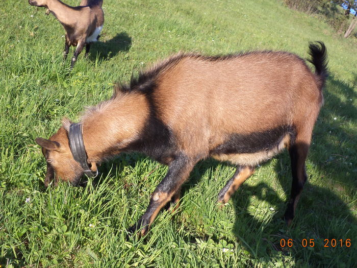 Urmasul lui Cezar-Ghita