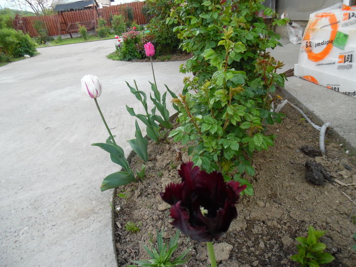 002 - Primavara in gradina 2