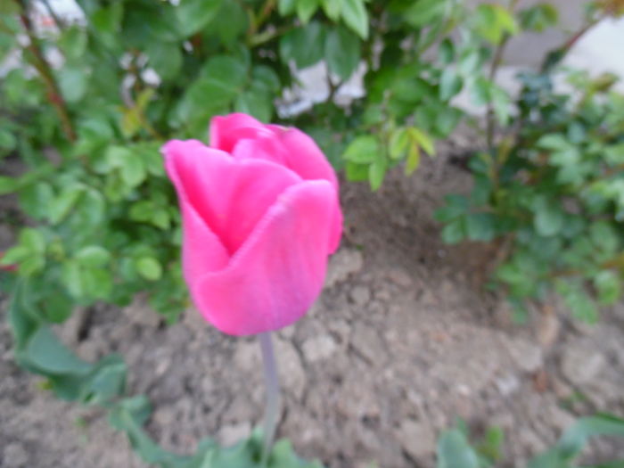 004 - Primavara in gradina 2