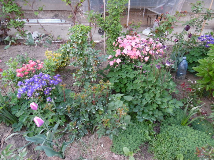 006 - Primavara in gradina 2