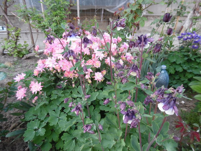 008 - Primavara in gradina 2