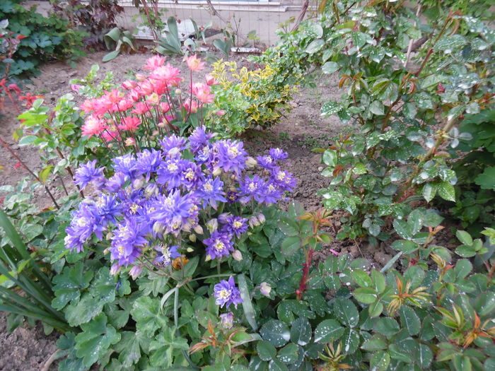 009 - Primavara in gradina 2