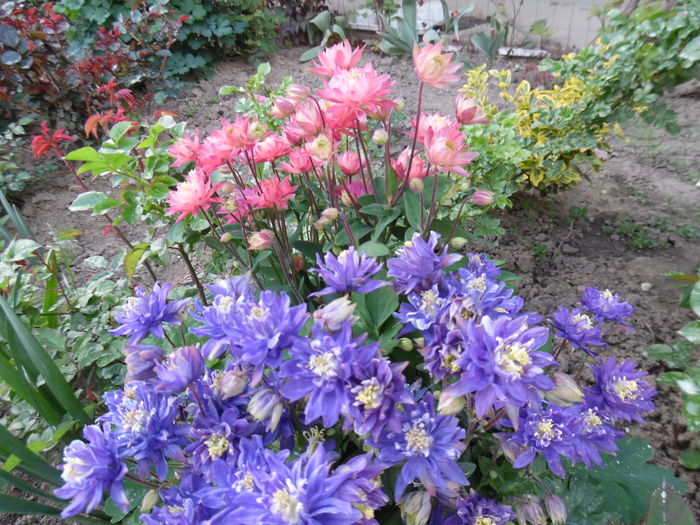 010 - Primavara in gradina 2