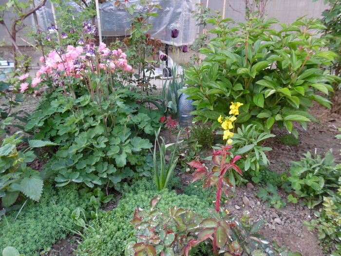 015 - Primavara in gradina 2