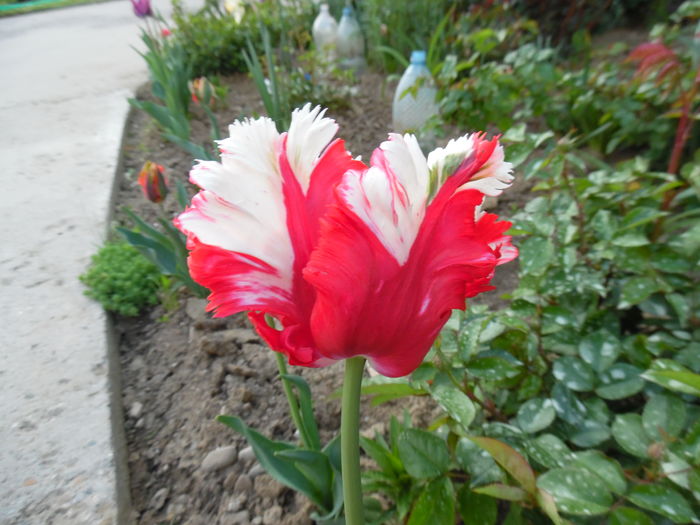 017 - Primavara in gradina 2