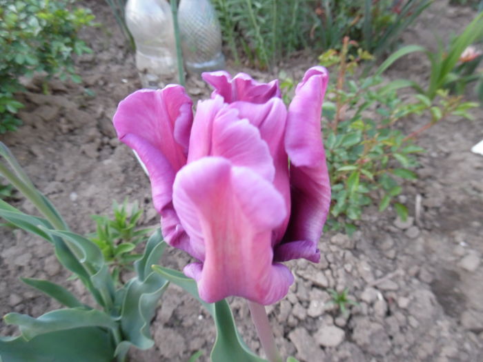 020 - Primavara in gradina 2