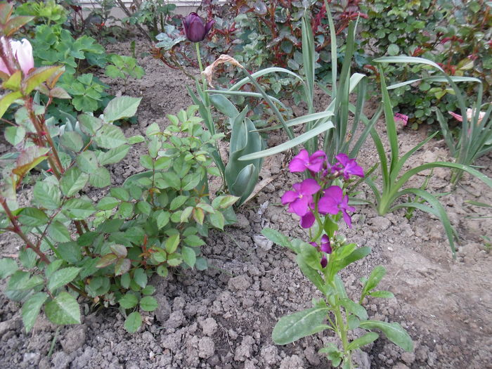 021 - Primavara in gradina 2