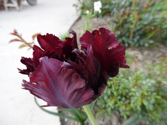 022 - Primavara in gradina 2