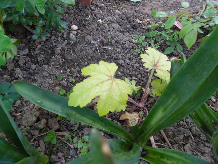 054 - Primavara in gradina 2