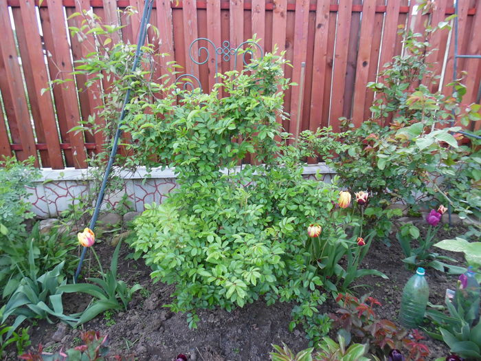 056 - Primavara in gradina 2