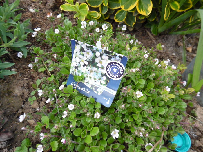 057 - Primavara in gradina 2