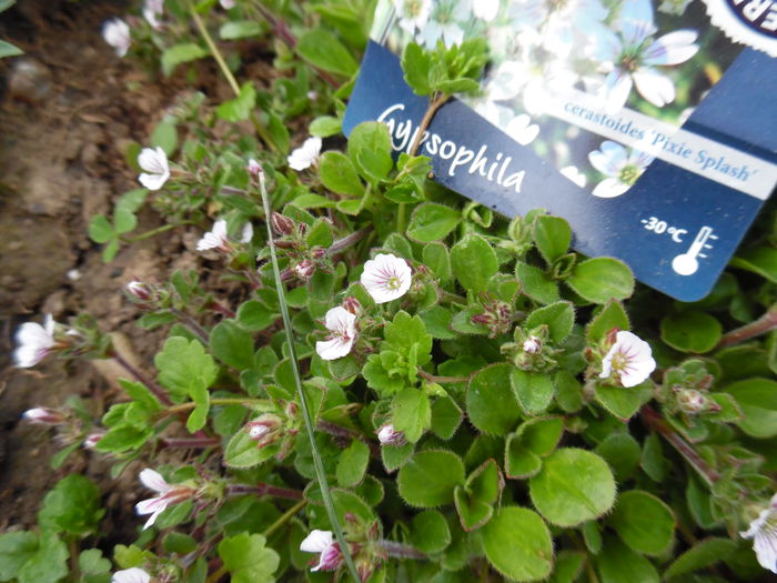 058 - Primavara in gradina 2