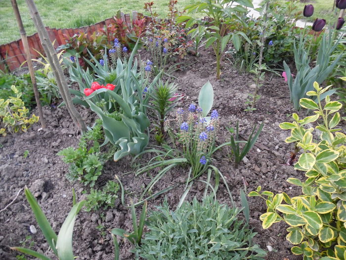 059 - Primavara in gradina 2