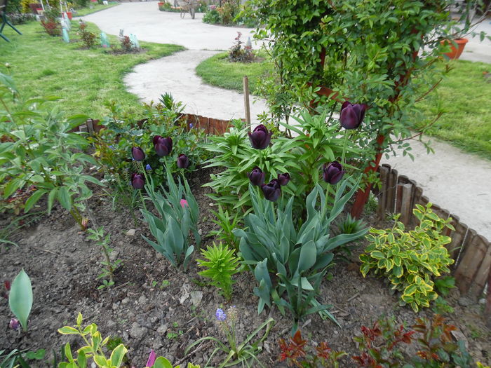 060 - Primavara in gradina 2