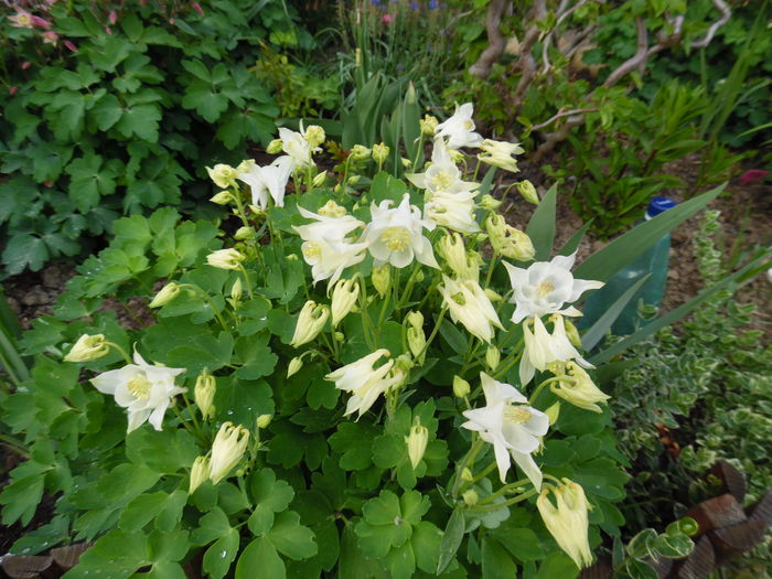 061 - Primavara in gradina 2