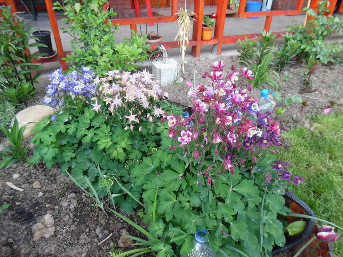 062 - Primavara in gradina 2