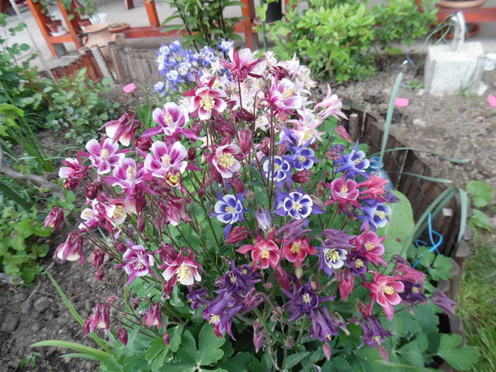 063 - Primavara in gradina 2