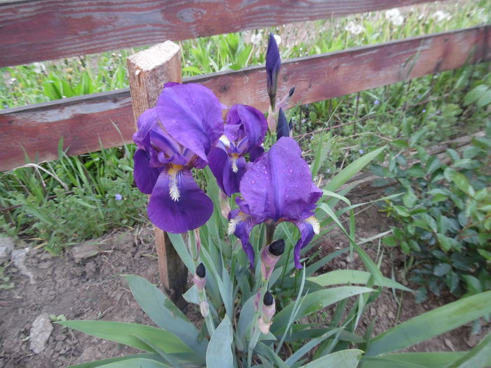 079 - Primavara in gradina 2