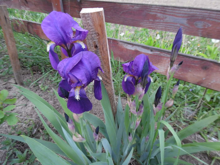 080 - Primavara in gradina 2