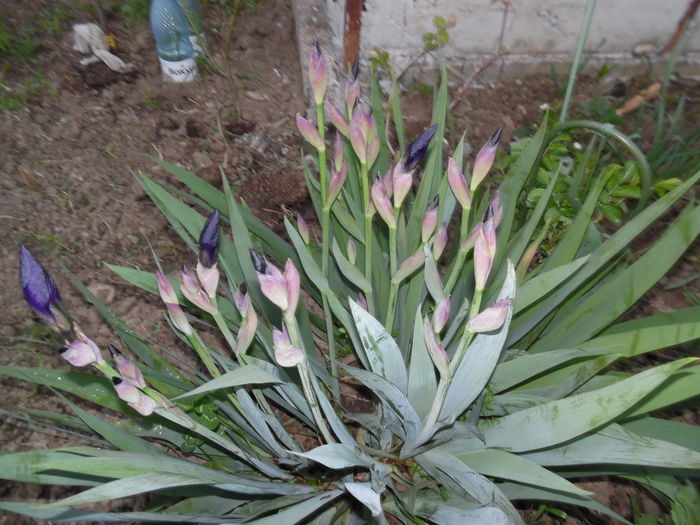 094 - Primavara in gradina 2