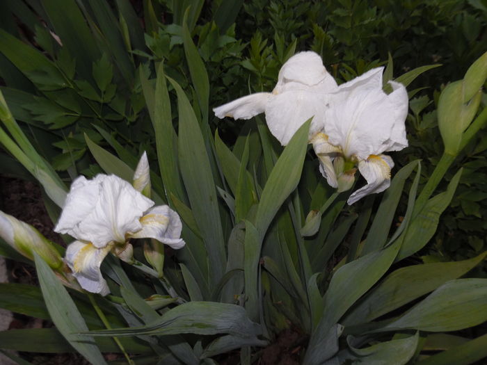 095 - Primavara in gradina 2