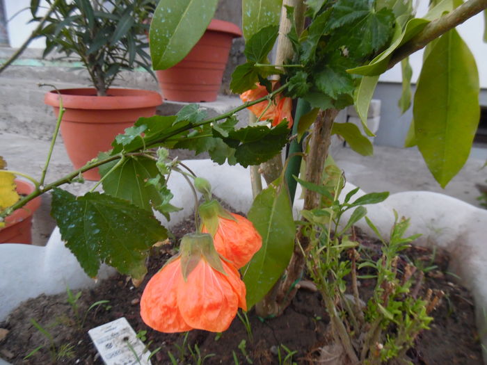 098 - Primavara in gradina 2