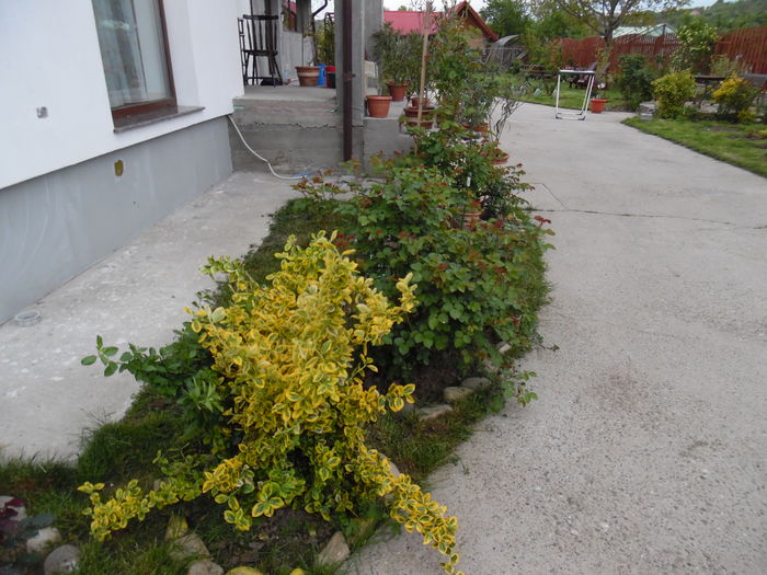 100 - Primavara in gradina 2