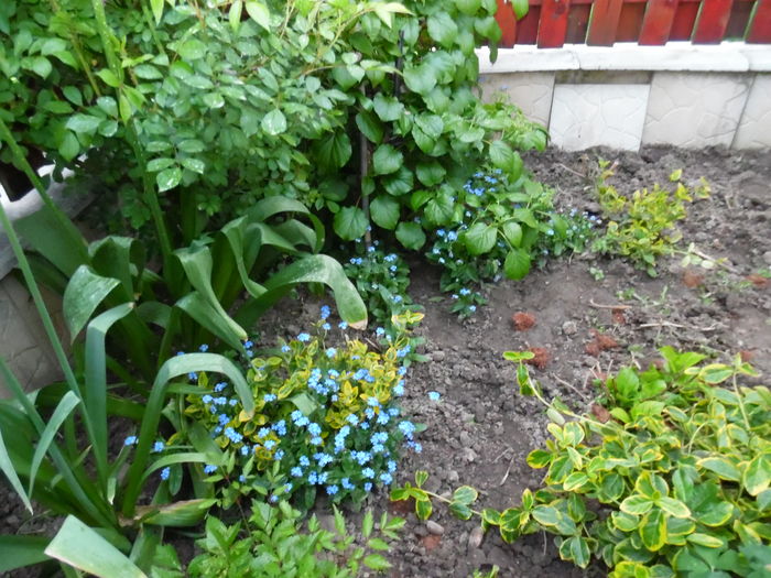 116 - Primavara in gradina 2