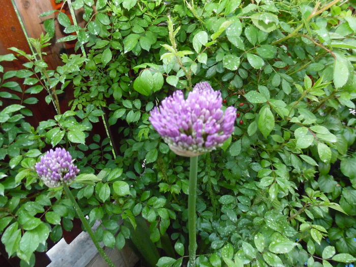 117 - Primavara in gradina 2