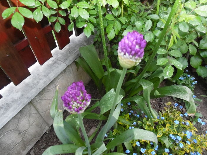 118 - Primavara in gradina 2