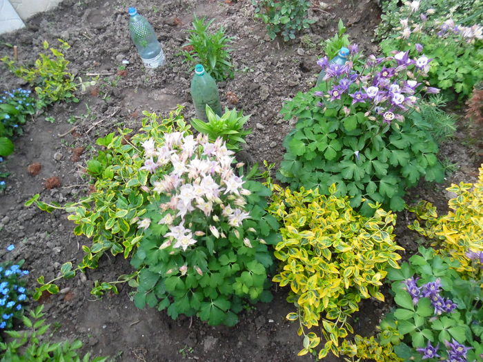 119 - Primavara in gradina 2