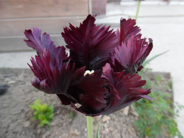 002 - Primavara in gradina 2