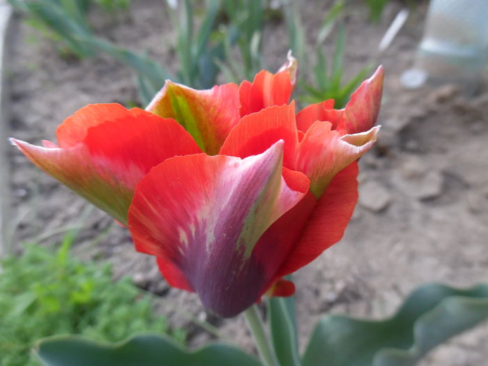 016 - Primavara in gradina 2