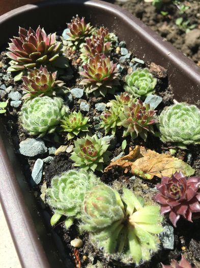 image - Sempervivum