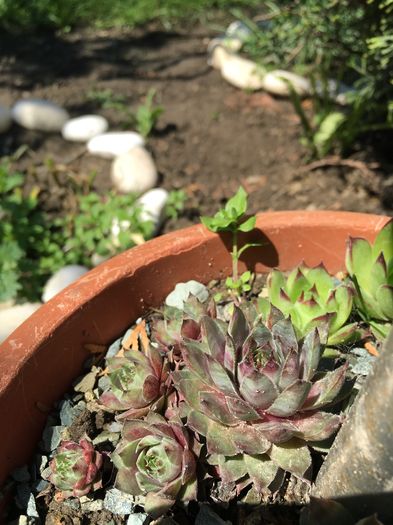 image - Sempervivum