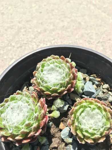 image - Sempervivum