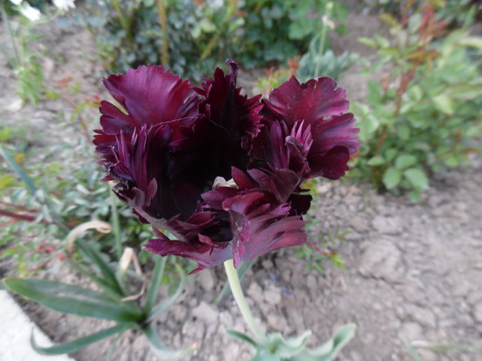 020 - Primavara in gradina 2