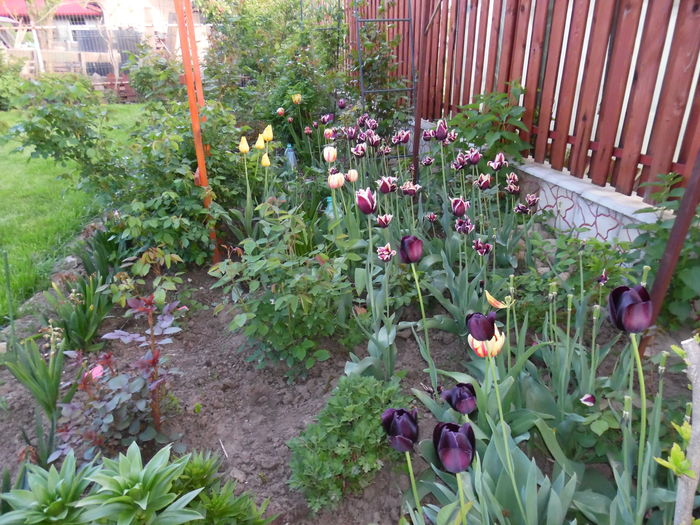 039 - Primavara in gradina 2