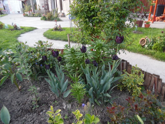 045 - Primavara in gradina 2