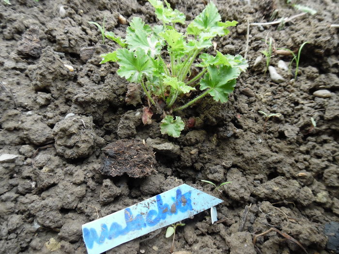 142 - Primavara in gradina 2