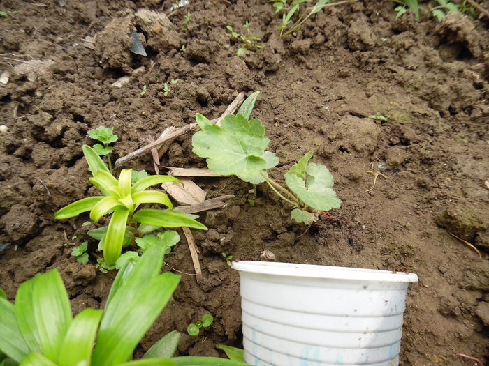 144 - Primavara in gradina 2