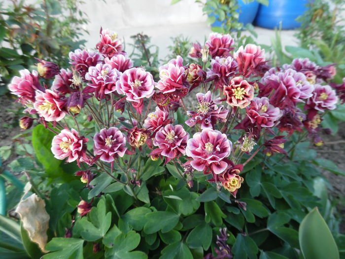 094 - Primavara in gradina 2