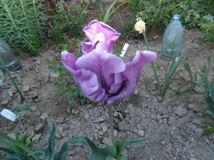 171 - Primavara in gradina 2