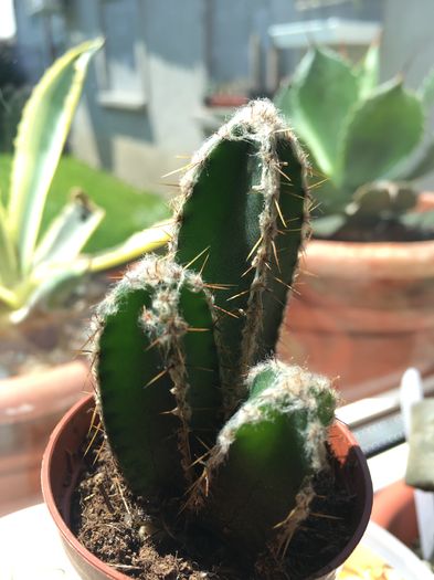 image - CACTUSI rog identificare