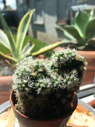 image - CACTUSI rog identificare