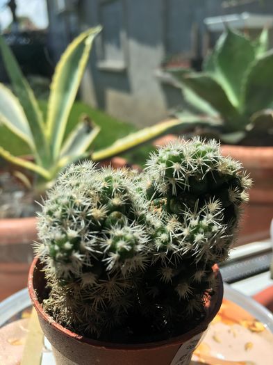 image - CACTUSI rog identificare