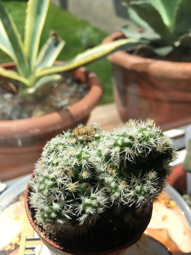 image - CACTUSI rog identificare