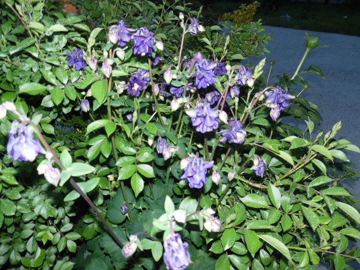 175 - Primavara in gradina 2