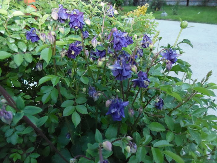 176 - Primavara in gradina 2