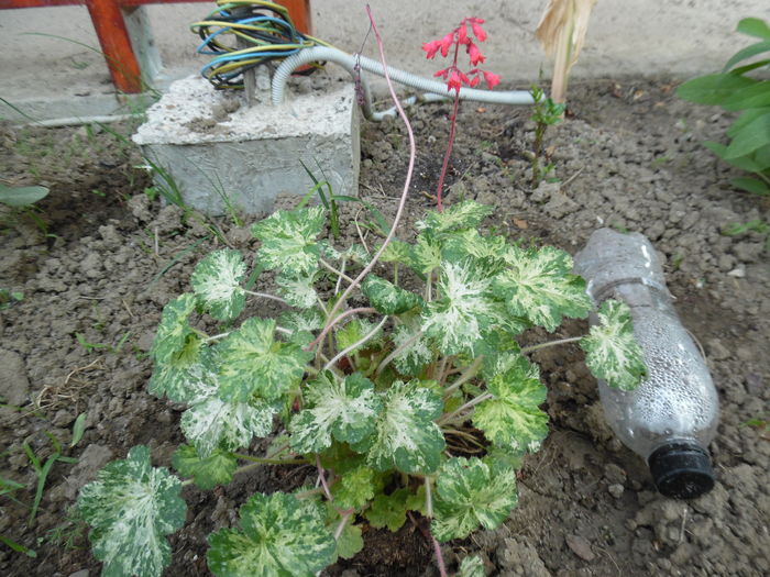 010 - Primavara in gradina 2